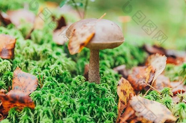 在苔藓秋天的森林背景下，有棕色帽子的可食用小蘑菇。自然环境中的真菌。大蘑菇宏观特写。鼓舞人心的自然夏秋景观