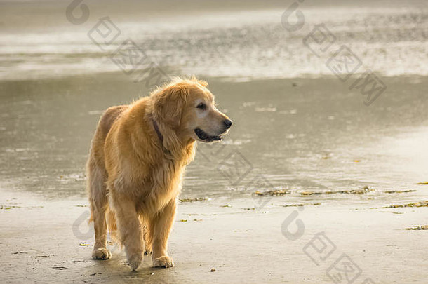 微笑金寻回犬狗漫步海滩早期早....光