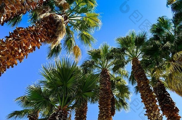 在美国蓝天下的阳光下，剃光的扇形棕榈树干上吹动着<strong>叶</strong>子