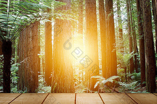 红杉林中的阳光