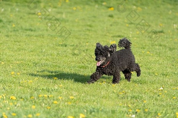 黑色卷毛狗。一片绿色的草地，在午后的阳光下闪闪发光。走狗。蓬乱的头发。