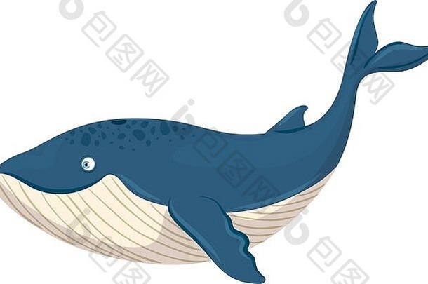 海洋水下生物，白色背景上的蓝鲸动物