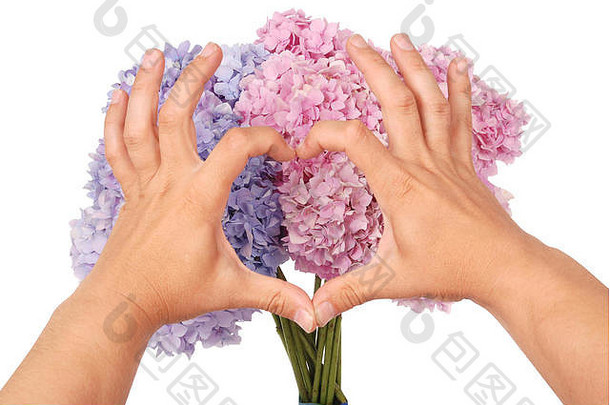 手里拿着粉色和蓝色的绣球花。双手以心脏的形式。白色背景。内部剪切路径