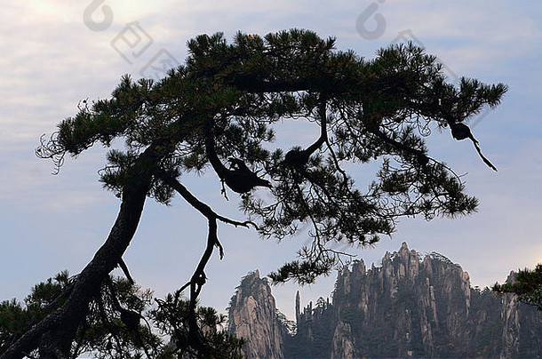 中华人民共和国黄山黄山南海十八罗汉上的松树