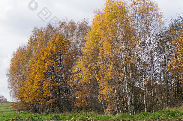 树在秋天的阳光下。《自然》2000年，波兰哥布维兹，欧洲。2017年11月11<strong>日</strong>，波兰金秋的又一个阳光明媚的<strong>日</strong>子。全色调的树木。天气鼓励人们以积极的方式消磨时间。信贷：w<strong>124</strong>merc/Alamy直播