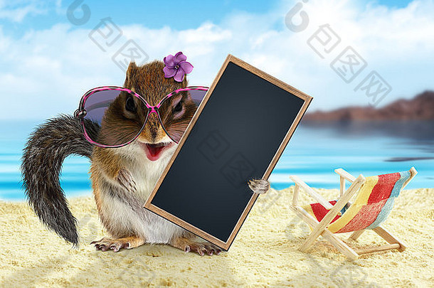 有趣的花栗鼠在暑假里举着空的空白横幅，坐在沙滩上