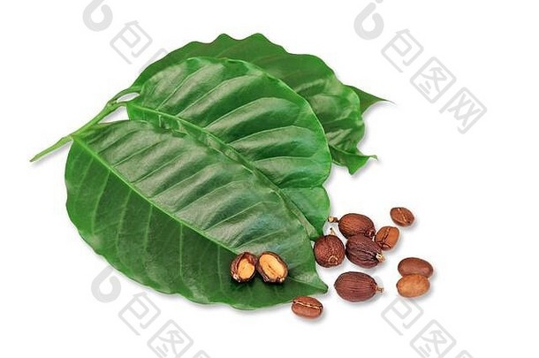 生咖啡豆的咖啡植物叶子
