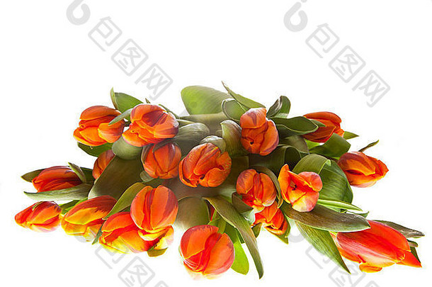 复活节和荷兰皇后日的橙色郁金香