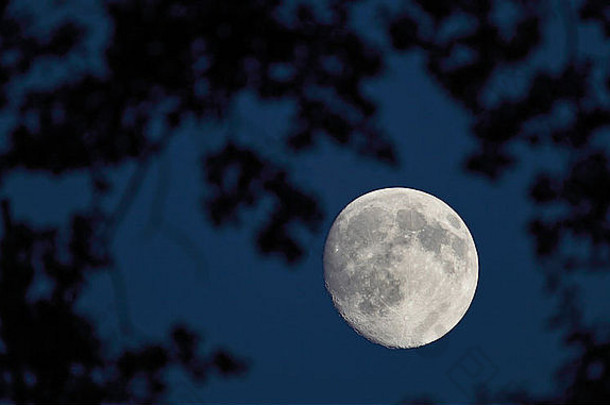 完整的<strong>月亮</strong>黑暗晚上天空分支机构雄伟的树