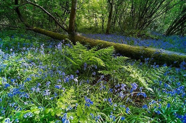 春季在林地开花的风铃草，萨里，英格兰，英国，欧洲