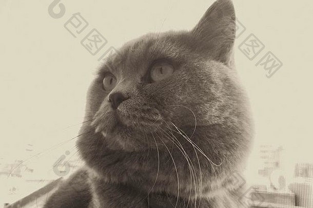 英国灰猫画像，坐在窗户上，对着天空，一只耳朵出现