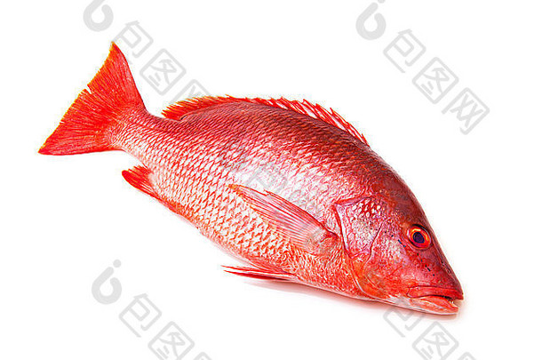 在白色背景上分离的北方红鲷鱼。