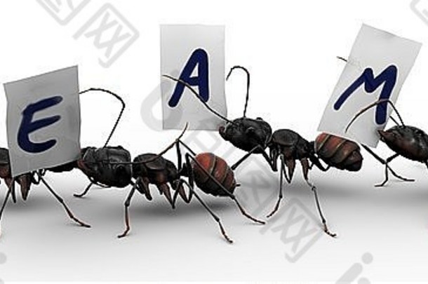 四只蚂蚁拿着纸片，每个纸片上都有一个拼写“团队”的字母。有组织的工作的好概念。