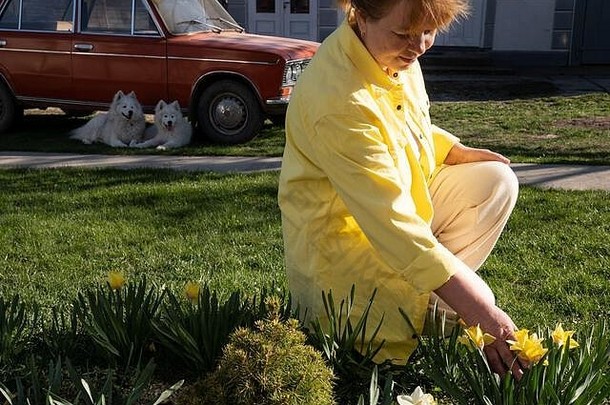 身着黄色衬衫的女士从花坛上摘下一朵花，背景是老式复古汽车和两只萨摩亚小狗