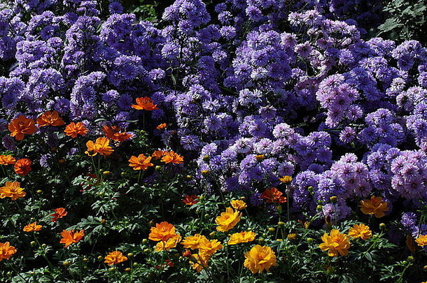 完整的盛开的菊花花花园