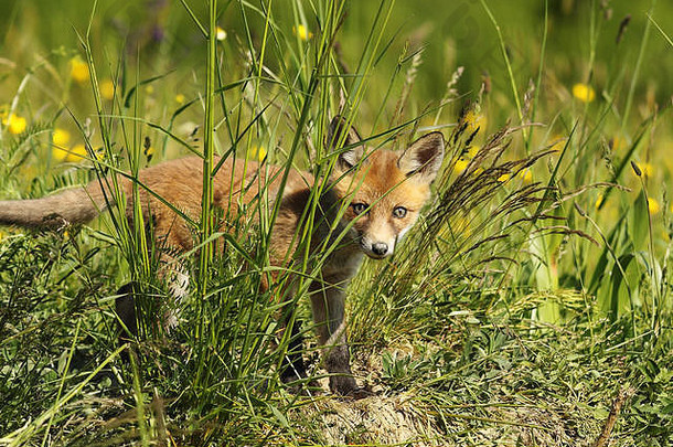 好奇的狐狸幼崽躲在草地上，看着摄像机（Vulpes）