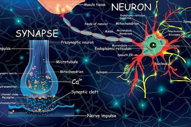 解剖尼隆和突触。大脑中的信号<strong>传递</strong>。神经元和突触的描述。教育、<strong>医疗</strong>、生物的neyron结构