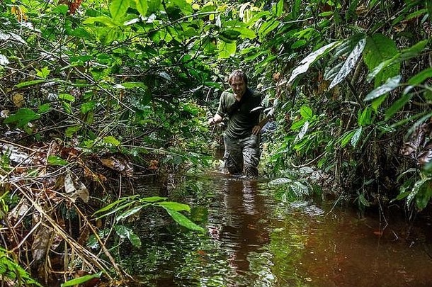 丛林中的摄影师穿过沼泽。刚果共和国。非洲