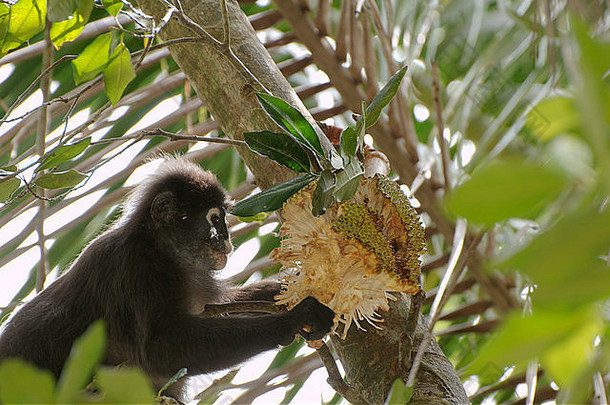 暗叶猴、眼镜叶猴或眼镜叶猴（暗叶猴）吃<strong>菠萝蜜</strong>，Perhentian岛，