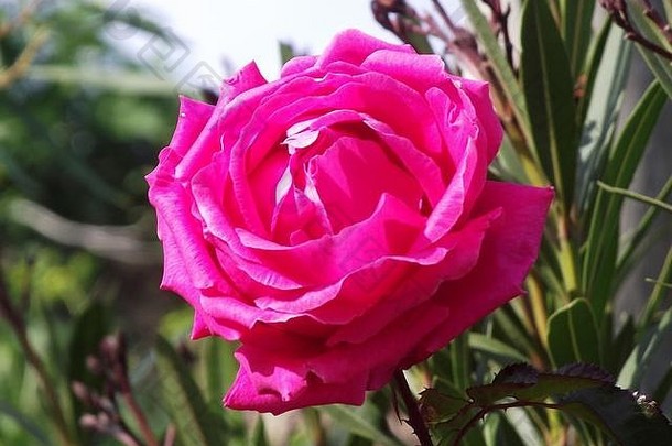 花蔷薇属很多类家庭令人惊异的花颜色