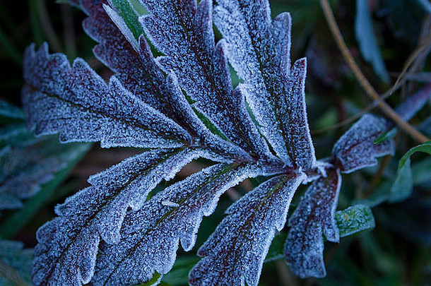 初霜覆盖的野生植物。