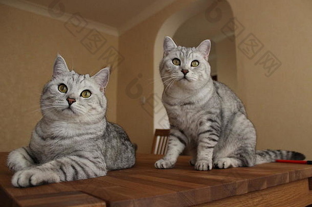 两只英国短毛<strong>双胞胎</strong>猫在木桌上并排坐着