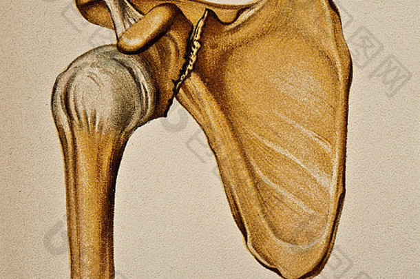 人体肩部插图版权1902