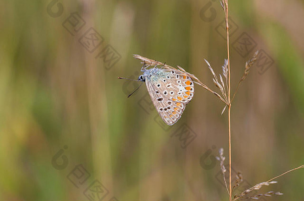 常见的蓝色的蝴蝶polyommatus伊卡洛斯