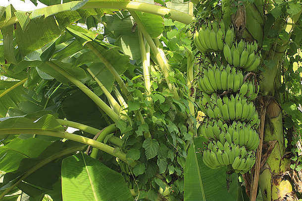 在亚洲南越的一个种植园里，树上挂着一束绿色的香蕉