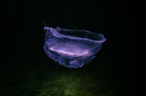 在瑞典马尔默的奥勒桑德，一只水母出现在紫色中，下面是绿色的水。冰冷的绿水。高质量照片