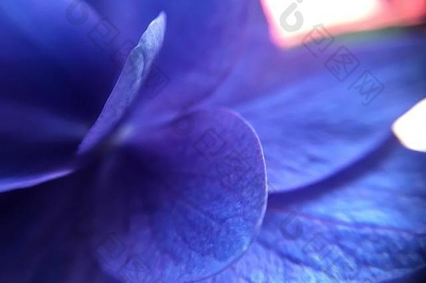 极端的特写镜头紫色的花