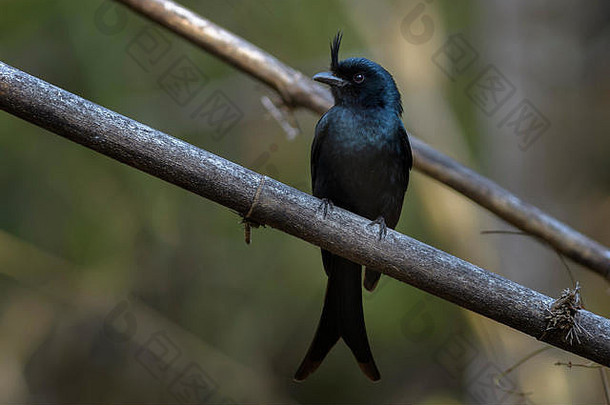 冠毛犬燕卷尾双鱼forficatus美丽的黑色的冠毛犬鸟流行马达加斯加干森林kirindy