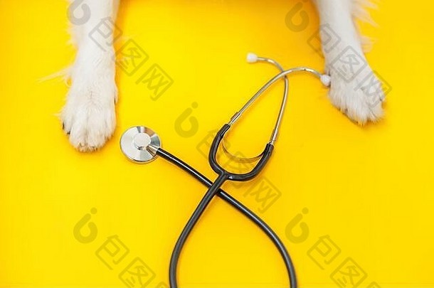 黄色背景上隔离的小狗边境牧羊犬爪子和听诊器。兽医诊所兽医接待处接待小狗。宠物保健和<strong>动物</strong>概念。