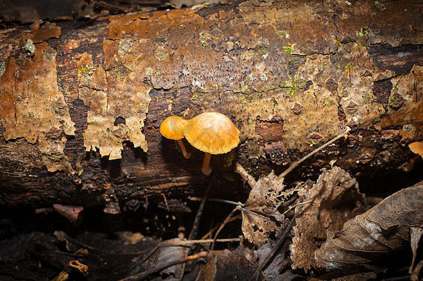 边缘伽雷丽娜：有毒：仲冬真菌：新西兰。