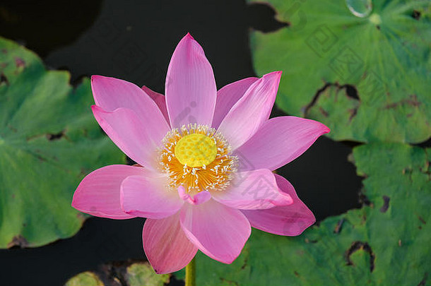 美丽的花背景美开花粉红色的莲花花黄色的雄蕊绿色叶背景池塘早期早....