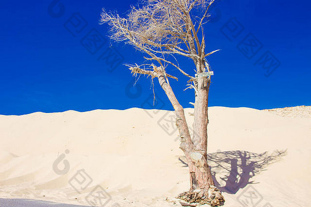 枯树。白色海洋沙。西班牙塔里法的蓬塔帕洛马海滩。