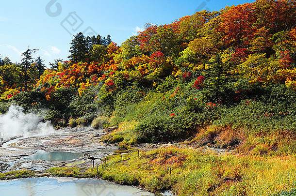 日本秋田县八岛台的一些彩叶