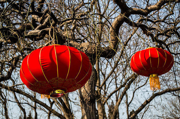 树上的中国红灯笼，北京，中国