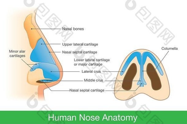 人鼻子的解剖学