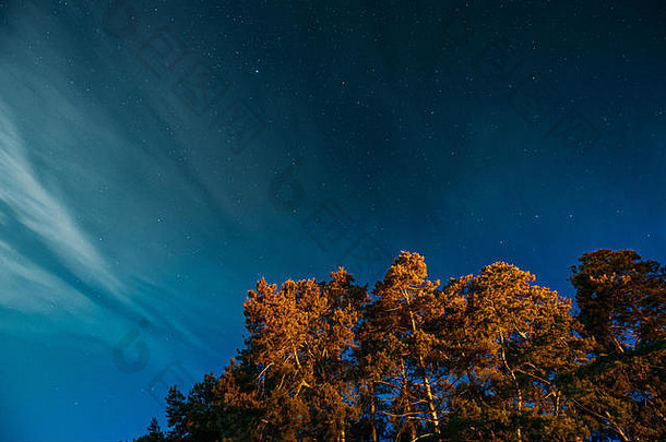 夜空<strong>下</strong>的松树树冠。森林上方有天然真正发光的星星的夜景。