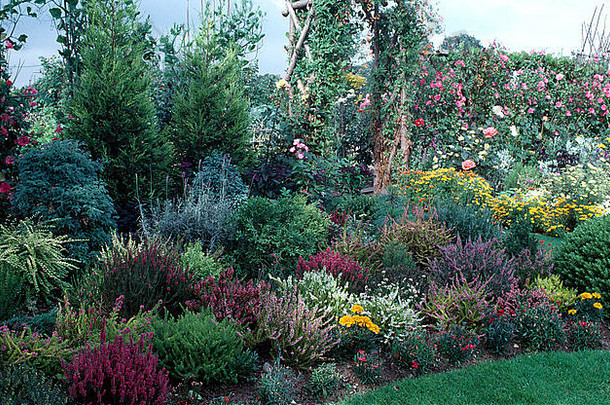 郊外花园里，五颜六色的石南花和粉红色的玫瑰点缀在一个充足的边界上