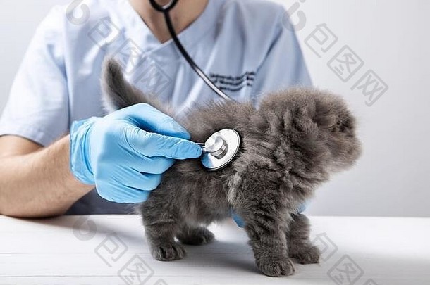 医生兽医检查小猫特写镜头