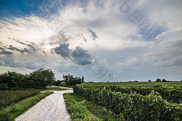 在一个<strong>风雨交加</strong>的夏日，意大利乡村的葡萄种植