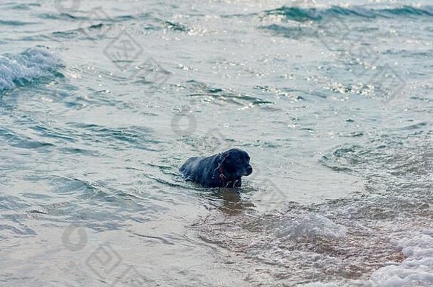 黑狗在海里游泳