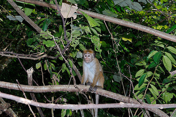 年轻的托猴（中国猕猴）——斯里兰卡、Hikkaduwa、斯里兰卡、南亚的特有种