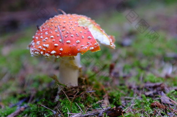 红色的蘑菇白色点森林