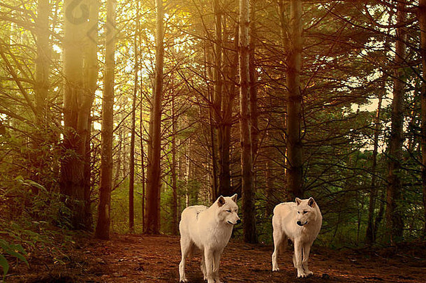 森林里的两只美丽的灰狼
