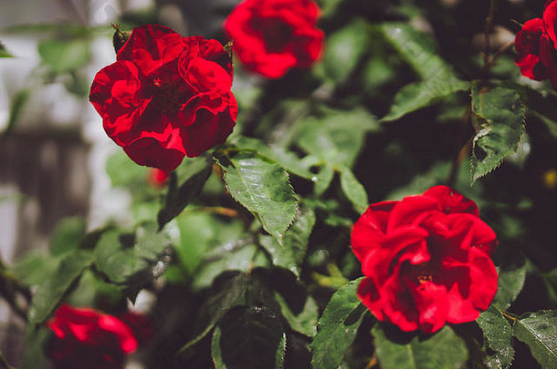 Ruby红色的<strong>玫瑰</strong>味蕾绿色树叶lueneburg德国