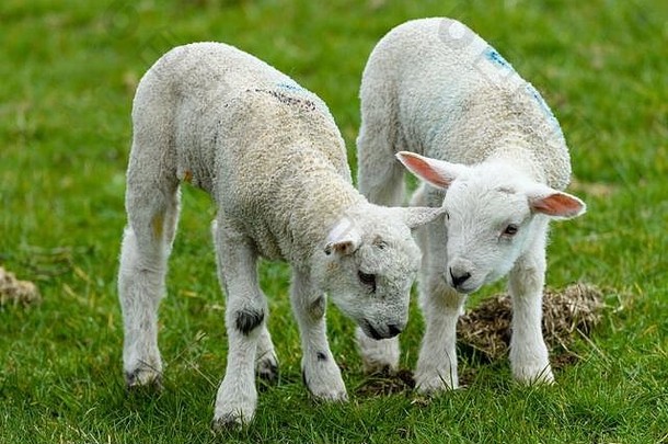 小可爱的白色羊羔草站关闭头一边一边农场场春天西约克郡英格兰