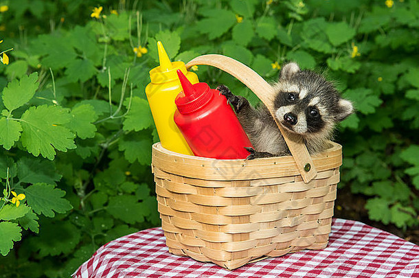 野餐篮里的小浣熊